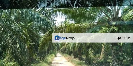 Tanah 2 Ekar Pancang Bedena Sungai Besar Sabak Bernam Selangor, Selangor, Sabak Bernam