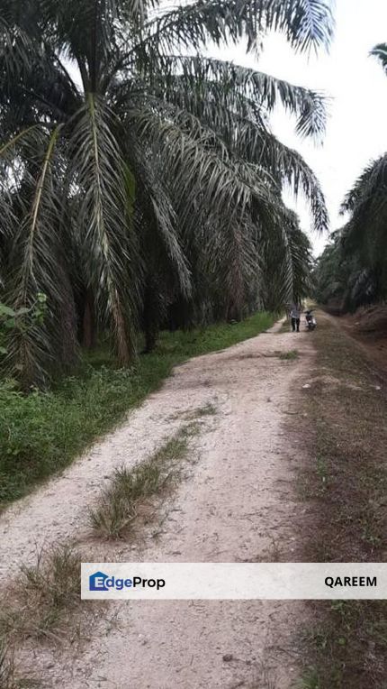 1.82 Ekar Ladang Sawit Sungai Panjang, Sungai  Besar, Sabak Bernam. Selangor, Selangor, Sabak Bernam