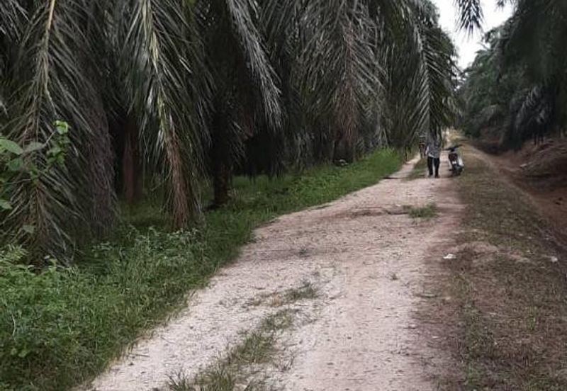 1.57 ekar Ladang Sawit Kg Sekendi Sabak Bernam Selangor 
