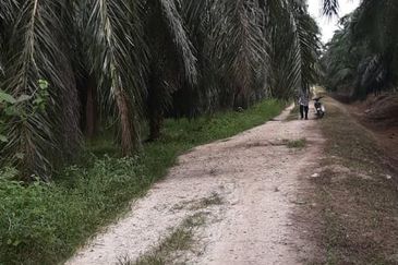 1.57 ekar Ladang Sawit Kg Sekendi Sabak Bernam Selangor 
