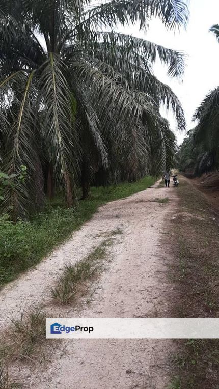 1.57 ekar Ladang Sawit Kg Sekendi Sabak Bernam Selangor , Selangor, Sabak Bernam