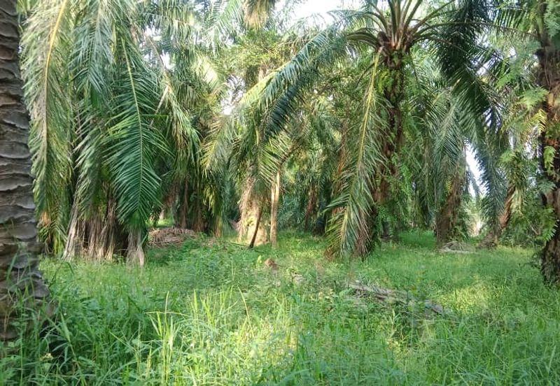 1.57 ekar Ladang Sawit Kg Sekendi Sabak Bernam Selangor 