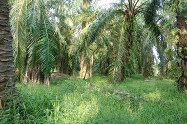 1.57 ekar Ladang Sawit Kg Sekendi Sabak Bernam Selangor 