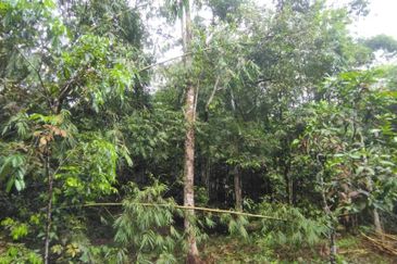 Batang Kali Malay Reservation