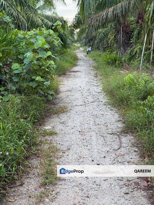 2.01 Ekar Ladang Kelapa Sawit Sekendi Sabak Bernam. , Selangor, Sabak Bernam