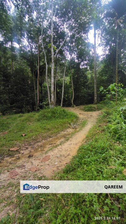 3.84 Ekar Dusun Durian beserta Sungai Air Jernih dan cantik. Batang Kali Selangor, Selangor, Hulu Selangor