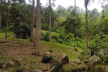 Batang Kali Malay Reservation