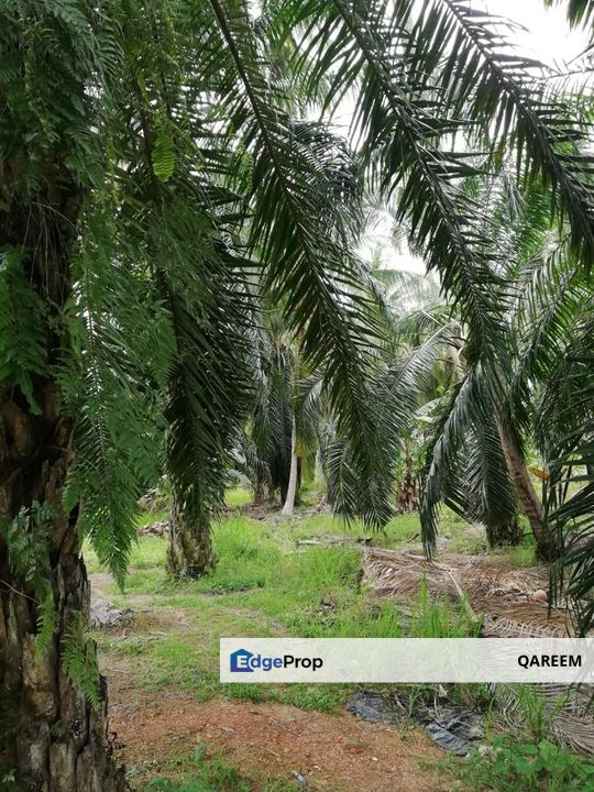 [FREEHOLD] 2.68 Ekar Ladang Kelapa Sawit Jugra Banting. Kuala Langat, Selangor, Banting