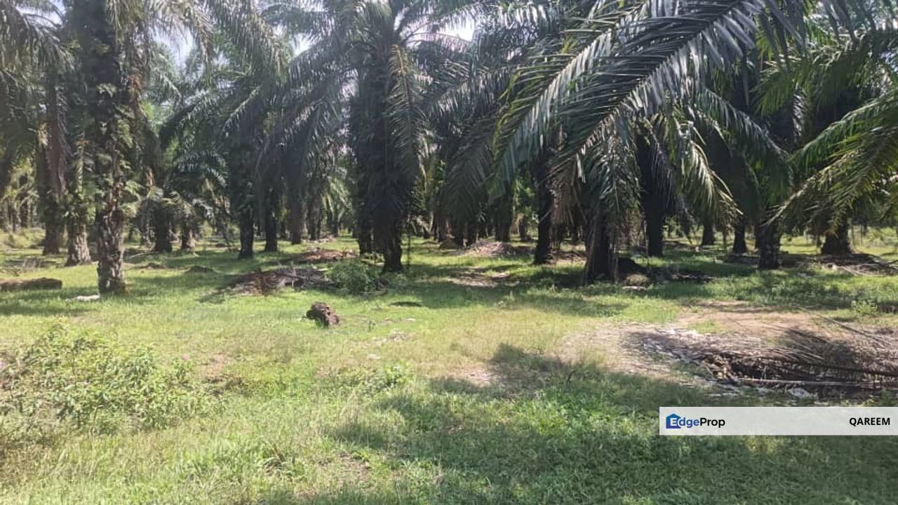 [FREEHOLD] 2.68 Ekar Ladang Kelapa Sawit Jugra Banting. Kuala Langat, Selangor, Banting