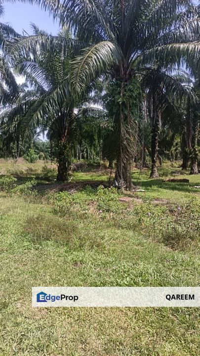 [FREEHOLD] 2.68 Ekar Ladang Kelapa Sawit Jugra Banting. Kuala Langat, Selangor, Banting