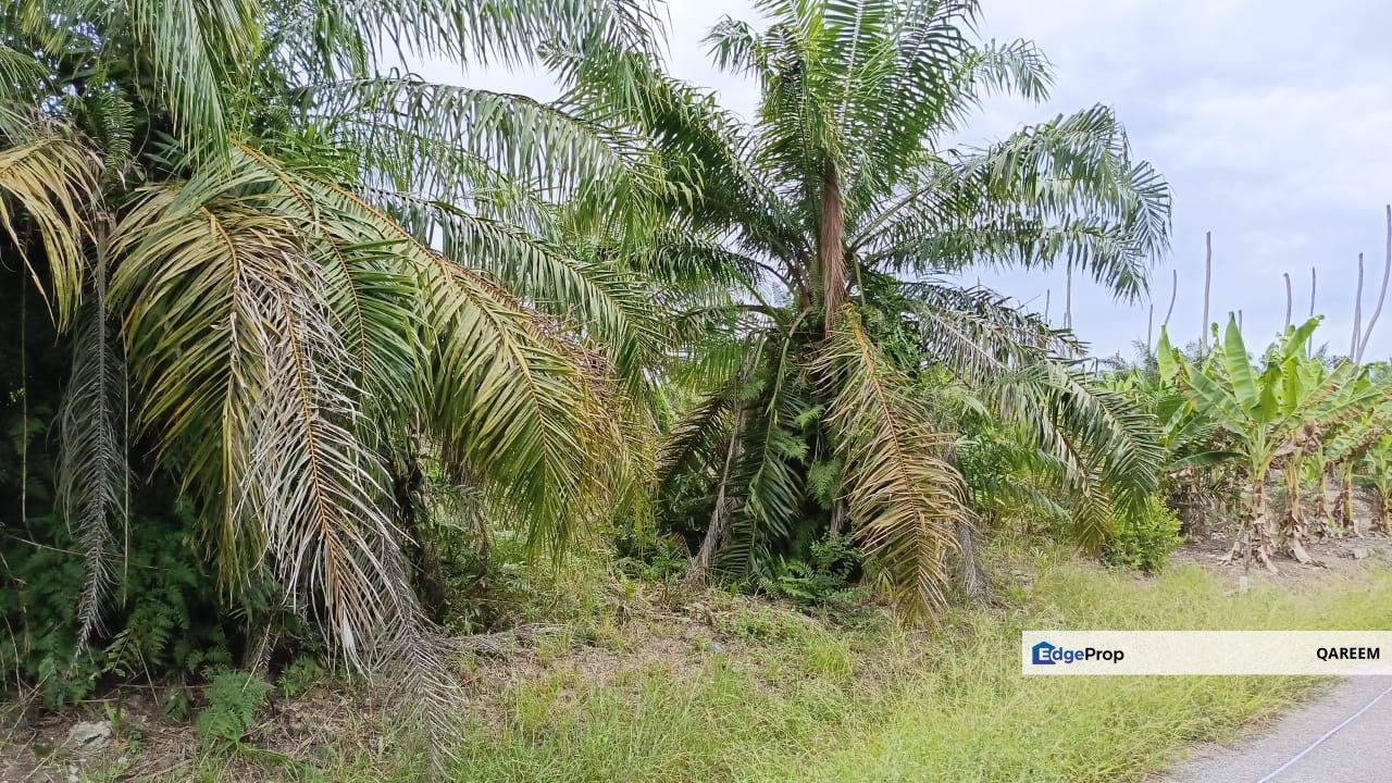 1 Ekar Sabak Bernam Berhampiran Politeknik Sabak Bernam., Selangor, Sabak Bernam