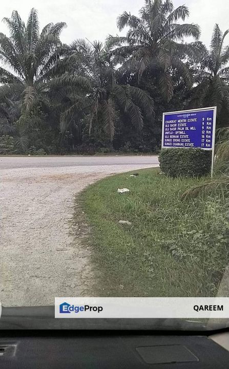 3 Ekar Ladang Kepala Sawit Merbau Berdarah Sabak Bernam, Selangor, Sabak Bernam