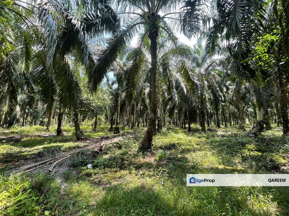 3 Ekar Ladang Kepala Sawit Merbau Berdarah Sabak Bernam, Selangor, Sabak Bernam