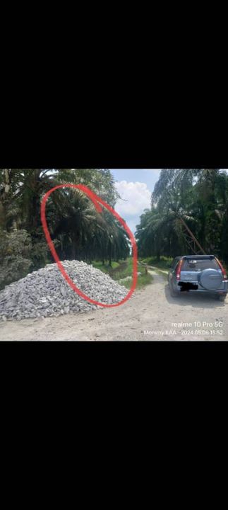3 Ekar Ladang Kepala Sawit Merbau Berdarah Sabak Bernam, Selangor, Sabak Bernam