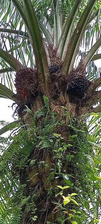 5.4 Ekar Ladang Sawit Nyiur Bagan Terap Sabak Bernam, Selangor, Sabak Bernam