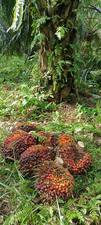 5.4 Ekar Ladang Sawit Nyiur Bagan Terap Sabak Bernam, Selangor, Sabak Bernam