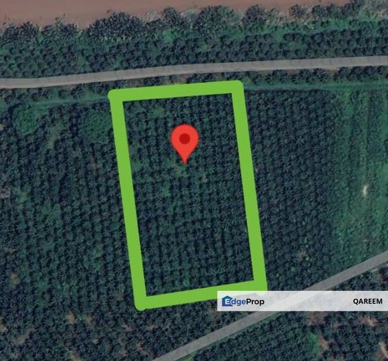 5.4 Ekar Ladang Sawit Nyiur Bagan Terap Sabak Bernam, Selangor, Sabak Bernam