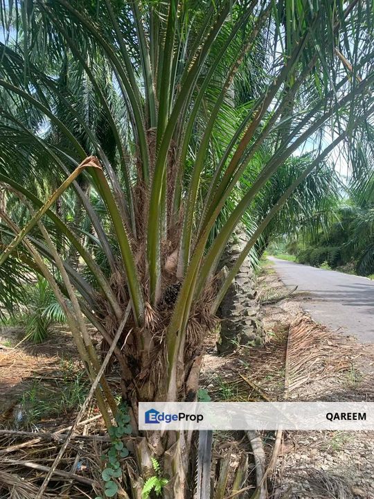 3.15 Ekar Ladang Sawit Sungai Panjang Parit 8 Sungai Besar, Selangor, Sabak Bernam