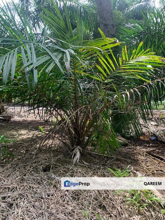3.15 Ekar Ladang Sawit Sungai Panjang Parit 8 Sungai Besar, Selangor, Sabak Bernam