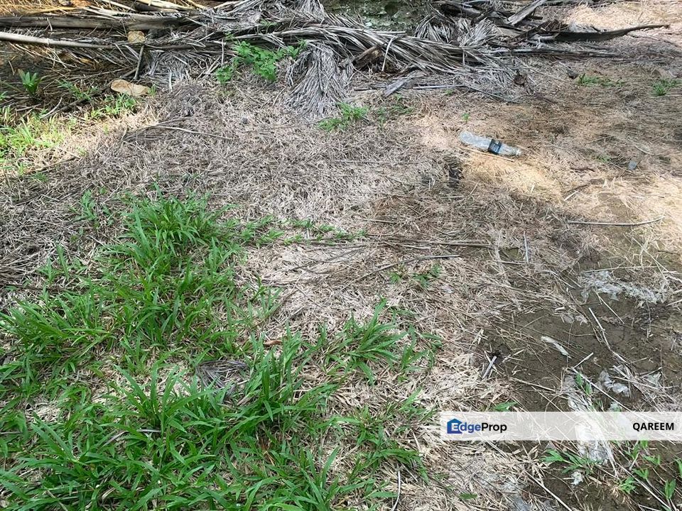 3.15 Ekar Ladang Sawit Sungai Panjang Parit 8 Sungai Besar, Selangor, Sabak Bernam