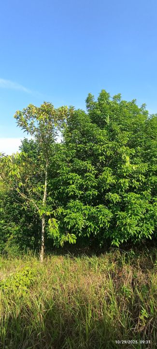 0.9 Ekar Tanah Dusun Bukit Permata Gombak Batu Caves, Selangor, Batu Caves 