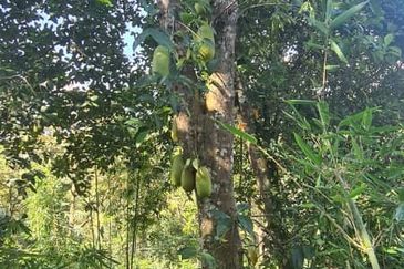 Batang Kali Malay Reservation