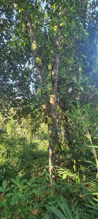 Dusun Durian Kampung 2 Ekar Ulu Tamu Batang Kali, Selangor, Hulu Selangor