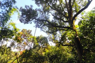 Batang Kali Malay Reservation