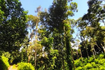 Batang Kali Malay Reservation