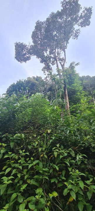 Dusun Durian Kampung 2 Ekar Ulu Tamu Batang Kali, Selangor, Hulu Selangor