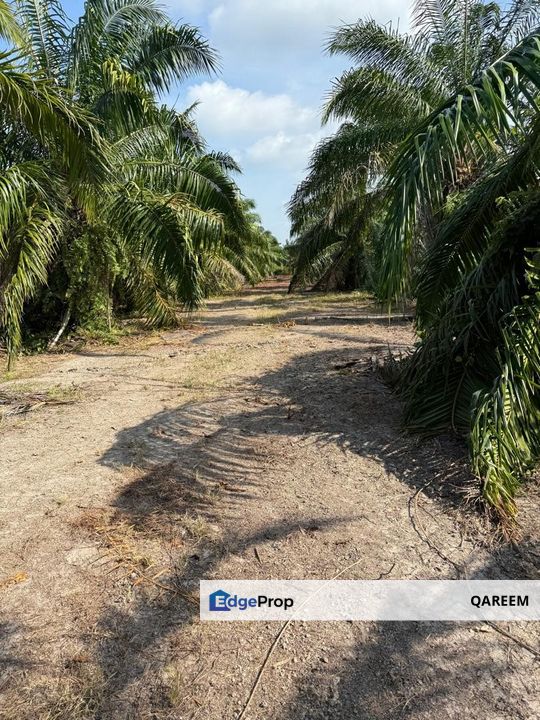 2.01 Ekar Ladang Kelapa Sawit Sekendi Sabak Bernam. , Selangor, Sabak Bernam