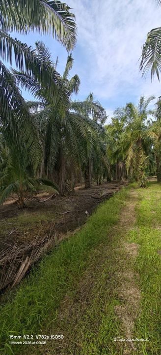 26764sft Kebun Sawit Sg Gulang Gulang Tanjung Karang Kuala Selangor, Selangor, Tanjong Karang 