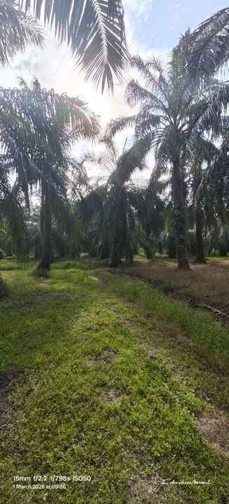26764sft Kebun Sawit Sg Gulang Gulang Tanjung Karang Kuala Selangor, Selangor, Tanjong Karang 
