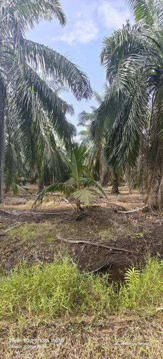 26764sft Kebun Sawit Sg Gulang Gulang Tanjung Karang Kuala Selangor, Selangor, Tanjong Karang 