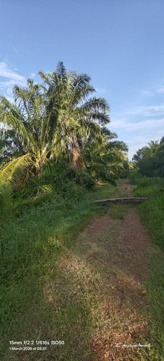 1 Ekar Ladang Sawit Kg Api Api Bukit Rotan Kuala Selangor, Selangor, Kuala Selangor