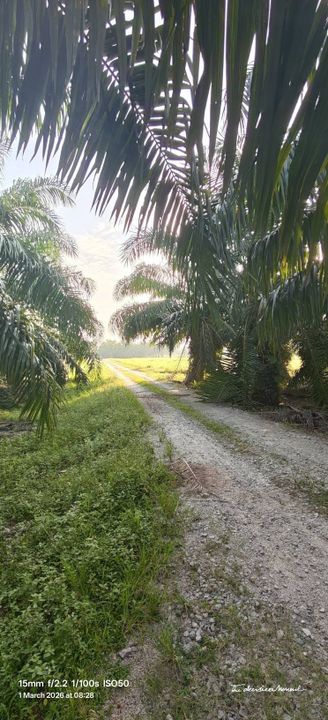 1 Ekar Ladang Sawit Kg Api Api Bukit Rotan Kuala Selangor, Selangor, Kuala Selangor