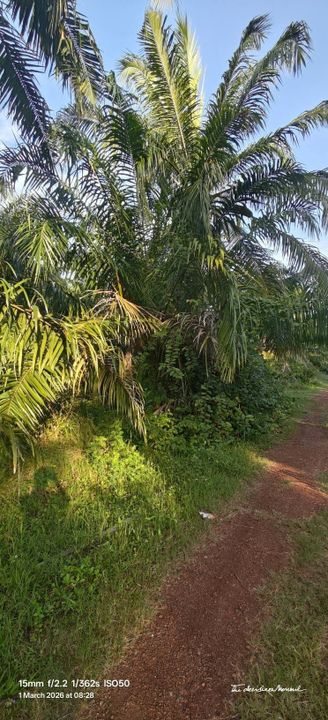 1 Ekar Ladang Sawit Kg Api Api Bukit Rotan Kuala Selangor, Selangor, Kuala Selangor