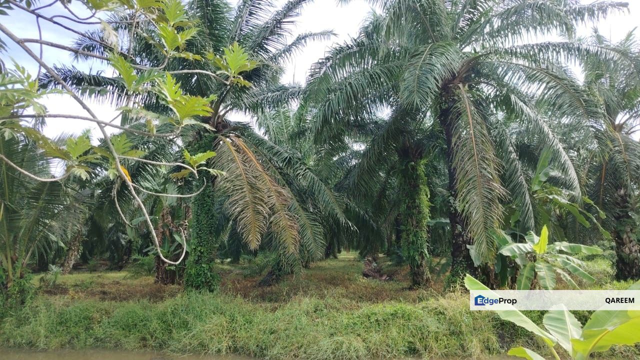 1 Ekar Tanah Kampung Sungai Burong Sekinchan, Kuala Selangor, Selangor, Sekinchan