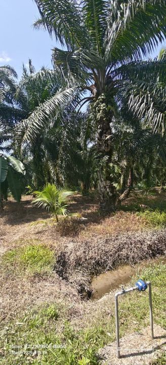 1 Ekar Tanah Kampung Sungai Burong Sekinchan, Kuala Selangor, Selangor, Sekinchan