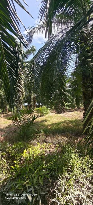 1 Ekar Tanah Kampung Sungai Burong Sekinchan, Kuala Selangor, Selangor, Sekinchan