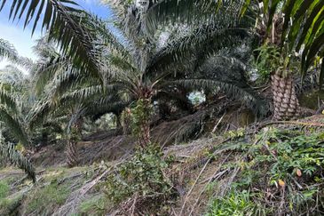 Miri Palm Plantation Land For Sale 📍Location: Kampung Beraya, Miri