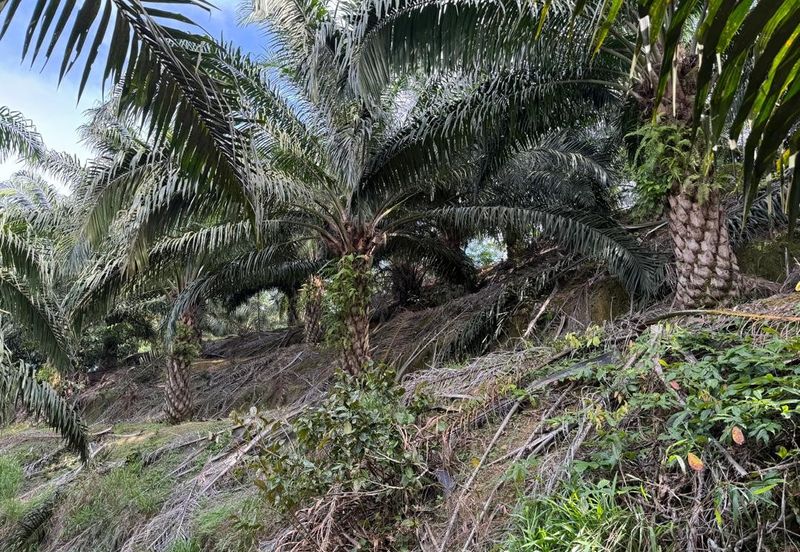 Miri Palm Plantation Land For Sale 📍Location: Kampung Beraya, Miri