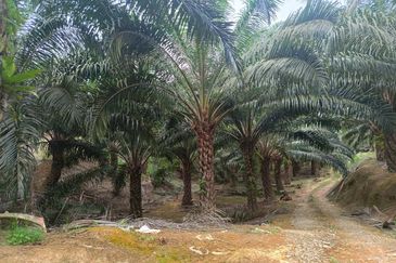 Miri Palm Plantation Land For Sale 📍Location: Kampung Beraya, Miri