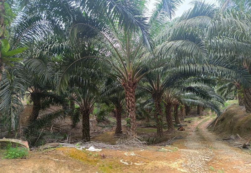Miri Palm Plantation Land For Sale 📍Location: Kampung Beraya, Miri