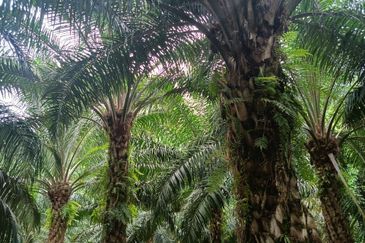 Miri Palm Plantation Land For Sale 📍Location: Kampung Beraya, Miri