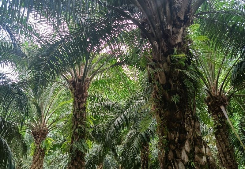 Miri Palm Plantation Land For Sale 📍Location: Kampung Beraya, Miri