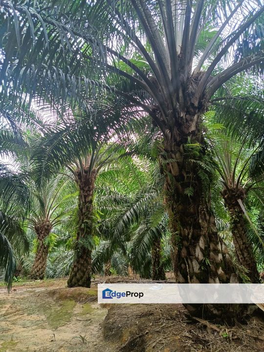 Miri Palm Plantation Land For Sale 📍Location: Kampung Beraya, Miri, Sarawak, Miri