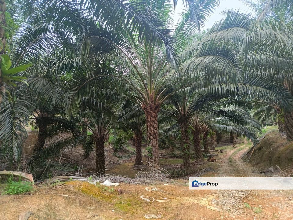 Miri Palm Plantation Land For Sale 📍Location: Kampung Beraya, Miri, Sarawak, Miri