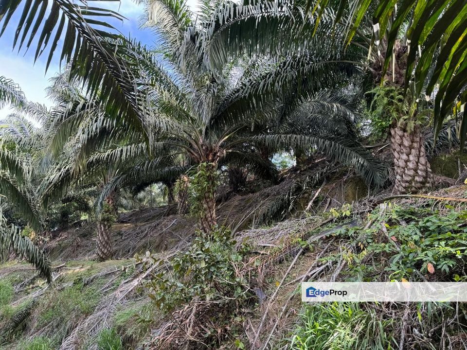 Miri Palm Plantation Land For Sale 📍Location: Kampung Beraya, Miri, Sarawak, Miri
