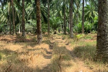 Pekan Simpang 3,Ijok, 